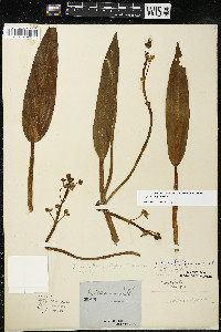 Sagittaria rigida image