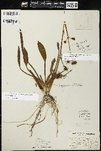 Sagittaria rigida image