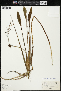 Sagittaria rigida image