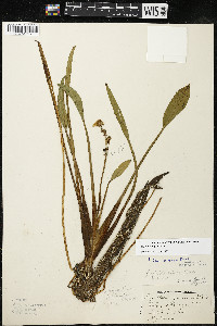 Sagittaria rigida image