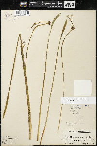 Sagittaria rigida image