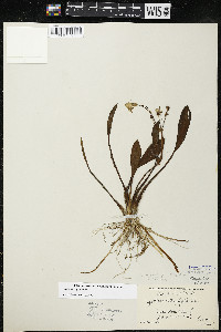 Sagittaria rigida image