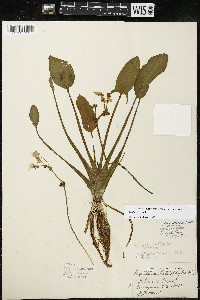 Sagittaria rigida image