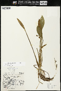 Sagittaria rigida image