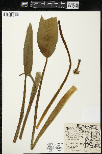 Sagittaria rigida image