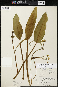 Sagittaria rigida image