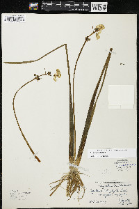 Sagittaria rigida image