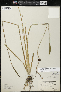 Sagittaria rigida image