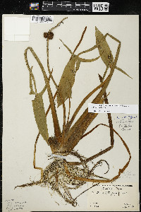 Sagittaria rigida image