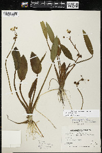 Sagittaria rigida image