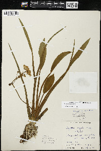 Sagittaria rigida image