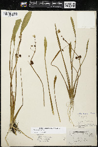 Sagittaria rigida image