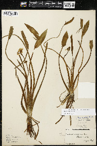 Sagittaria rigida image