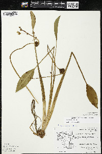 Sagittaria rigida image