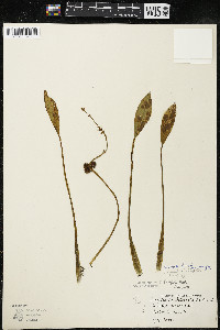 Sagittaria rigida image