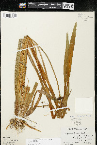 Sagittaria rigida image