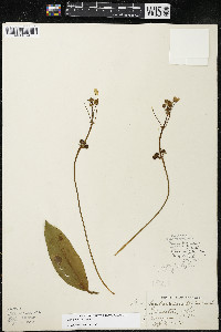 Sagittaria rigida image