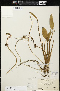 Sagittaria rigida image