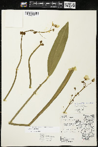 Sagittaria rigida image