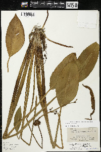 Sagittaria rigida image