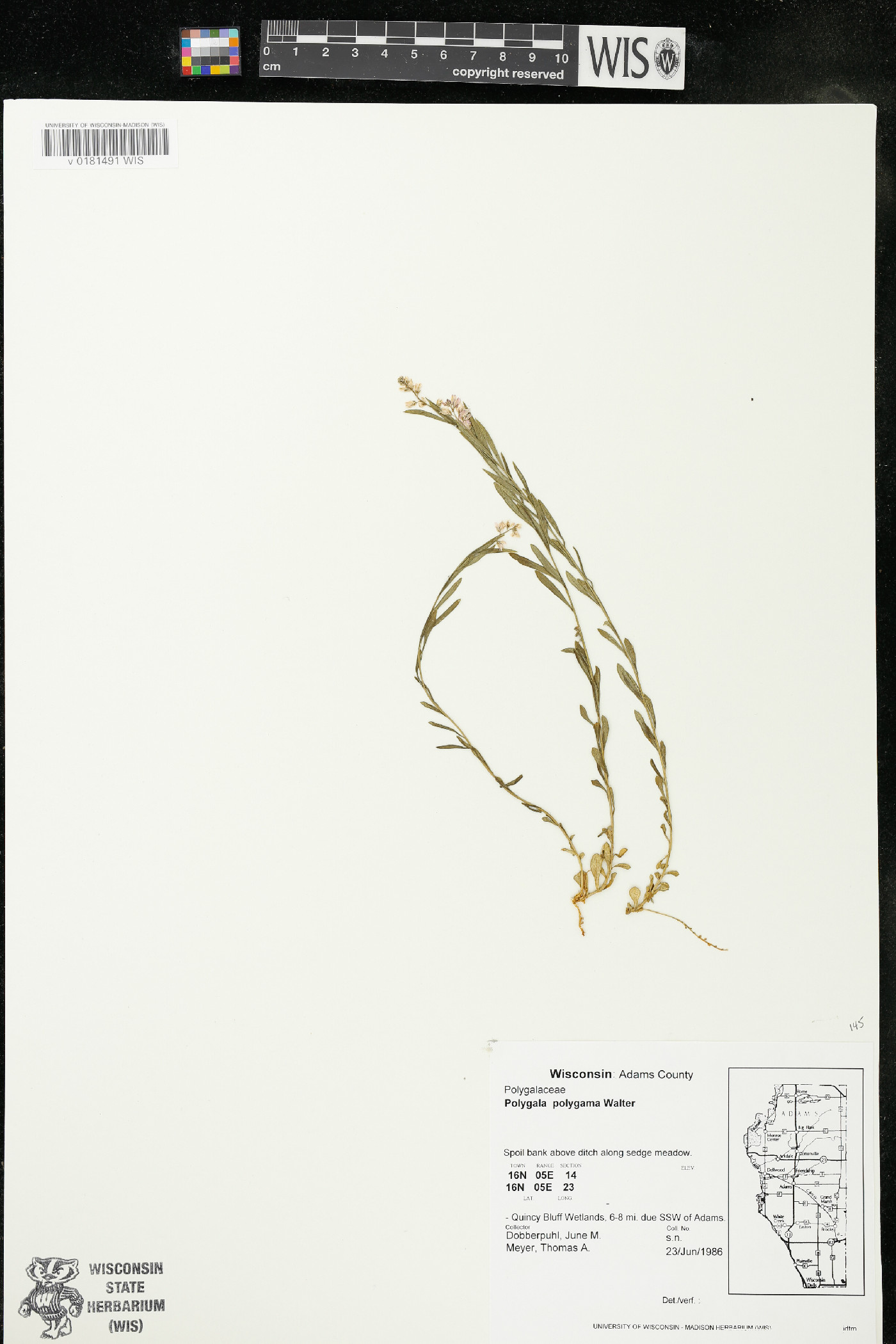 Polygala polygama var. obtusata image