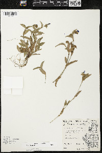 Commelina communis image