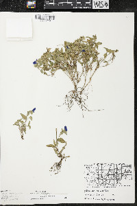 Commelina communis image