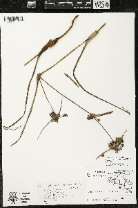 Tradescantia occidentalis var. occidentalis image