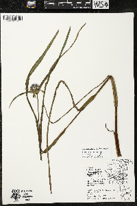 Tradescantia occidentalis var. occidentalis image