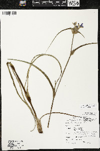 Tradescantia occidentalis image