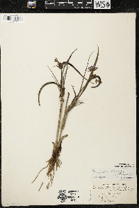 Tradescantia occidentalis var. occidentalis image