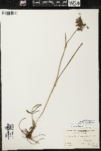 Tradescantia occidentalis var. occidentalis image