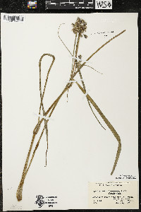 Tradescantia occidentalis var. occidentalis image