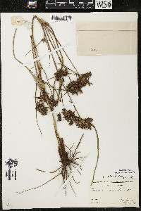 Tradescantia occidentalis var. occidentalis image