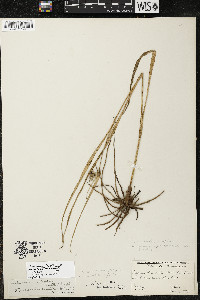 Tradescantia occidentalis var. occidentalis image