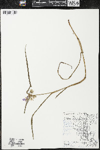 Tradescantia ohiensis image