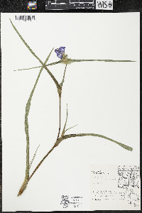 Tradescantia ohiensis image