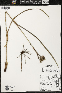 Tradescantia ohiensis image