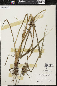 Tradescantia ohiensis image