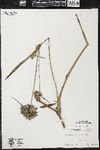 Tradescantia ohiensis image