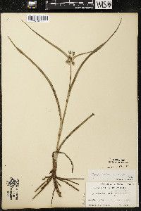 Tradescantia ohiensis image