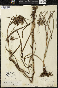 Tradescantia ohiensis image