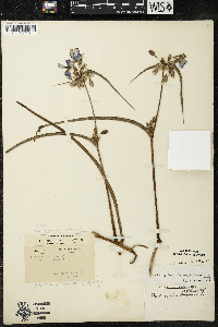 Tradescantia ohiensis image