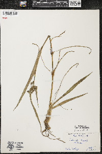 Tradescantia ohiensis image