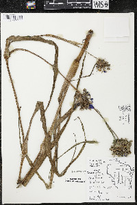 Tradescantia ohiensis image