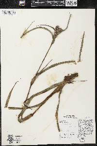 Tradescantia ohiensis image