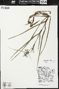 Tradescantia ohiensis image