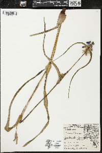 Tradescantia ohiensis image