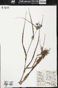 Tradescantia ohiensis image