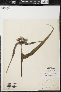 Tradescantia ohiensis image